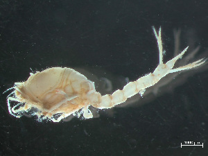  ( - HMSC174-03762)  @11 [ ] by-nc-sa  Unspecified Huntsman Marine Science Centre