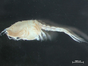  ( - HMSC174-03781)  @11 [ ] by-nc-sa  Unspecified Huntsman Marine Science Centre