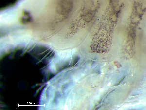  ( - HMSC174-03817)  @11 [ ] by-nc-sa  Unspecified Huntsman Marine Science Centre