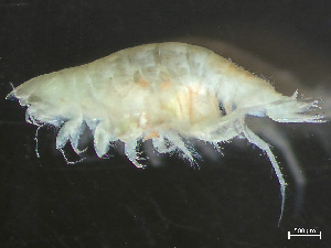  ( - HMSC174-03848)  @11 [ ] by-nc-sa  Unspecified Huntsman Marine Science Centre
