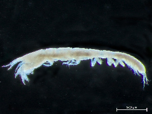  (Parakanthophoreus - HMSC174_04014)  @11 [ ] by-nc-sa  Unspecified Huntsman Marine Science Centre