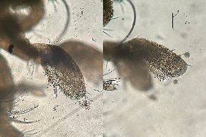  (Arrhinopsis - HMSC174-04120)  @11 [ ] by-nc-sa  Unspecified Huntsman Marine Science Centre