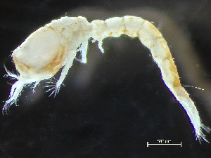  ( - HMSC174_04383)  @11 [ ] by-nc-sa  Unspecified Huntsman Marine Science Centre