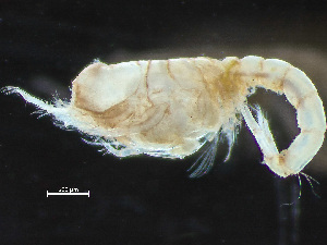  ( - HMSC174-04405)  @11 [ ] by-nc-sa  Unspecified Huntsman Marine Science Centre