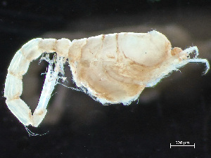  ( - HMSC174-04406)  @11 [ ] by-nc-sa  Unspecified Huntsman Marine Science Centre