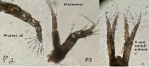  ( - HMSC174_04382)  @11 [ ] CreativeCommons - Attribution Non-Commercial Share-Alike (2025) Unspecified Huntsman Marine Science Centre