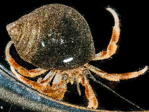  ( - HMSC174-00019)  @11 [ ] by-nc-sa  Unspecified Huntsman Marine Science Centre