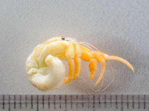 ( - HMSC174-00021)  @11 [ ] by-nc-sa  Unspecified Huntsman Marine Science Centre
