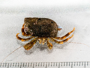  ( - HMSC174-00021)  @11 [ ] by-nc-sa  Unspecified Huntsman Marine Science Centre