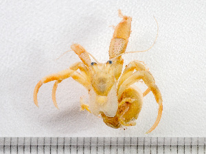  ( - HMSC174-00413)  @11 [ ] by-nc-sa  Unspecified Huntsman Marine Science Centre