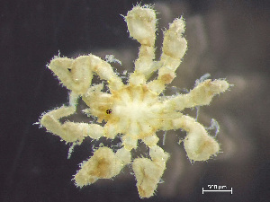  (Achelia spinosa - HMSC174-00522)  @11 [ ] by-nc-sa  Unspecified Huntsman Marine Science Centre