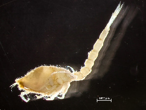  (Diastylis quadrispinosa - HMSC174-00574)  @11 [ ] by-nc-sa  Unspecified Huntsman Marine Science Centre