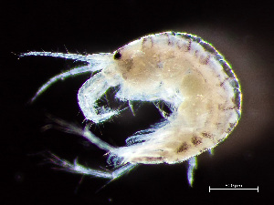  ( - HMSC174-00597)  @11 [ ] by-nc-sa  Unspecified Huntsman Marine Science Centre