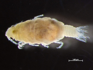  (Caecognathia cerina - HMSC174-00639)  @11 [ ] by-nc-sa  Unspecified Huntsman Marine Science Centre