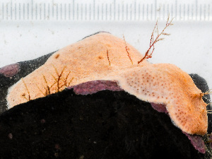  ( - HMSC174_01052)  @11 [ ] by-nc-sa  Unspecified Huntsman Marine Science Centre