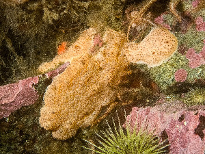  ( - HMSC174_01061)  @11 [ ] by-nc-sa  Unspecified Huntsman Marine Science Centre