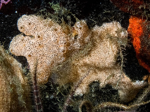  ( - HMSC174_01101)  @11 [ ] by-nc-sa  Unspecified Huntsman Marine Science Centre