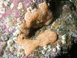  ( - HMSC174_01256)  @11 [ ] by-nc-sa  Unspecified Huntsman Marine Science Centre