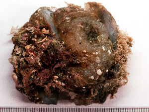  ( - HMSC174_02548)  @11 [ ] by-nc-sa  Unspecified Huntsman Marine Science Centre