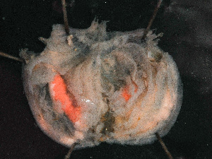  ( - HMSC174_02548)  @11 [ ] by-nc-sa  Unspecified Huntsman Marine Science Centre