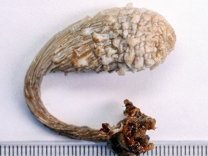  ( - NSRAS25_03)  @11 [ ] CreativeCommons - Attribution Non-Commercial Share-Alike (2025) Unspecified Huntsman Marine Science Centre