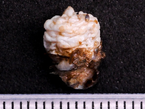  ( - NSRAS25_110)  @11 [ ] CreativeCommons - Attribution Non-Commercial Share-Alike (2025) Unspecified Huntsman Marine Science Centre