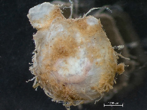  (Molgula provisionalis - NSRAS25-161B)  @11 [ ] CreativeCommons - Attribution Non-Commercial Share-Alike (2025) Unspecified Huntsman Marine Science Centre