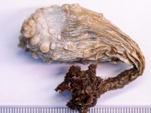  ( - NSRAS25-187A)  @11 [ ] CreativeCommons - Attribution Non-Commercial Share-Alike (2025) Unspecified Huntsman Marine Science Centre