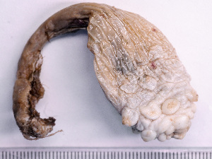  ( - NSRAS25-187B)  @11 [ ] CreativeCommons - Attribution Non-Commercial Share-Alike (2025) Unspecified Huntsman Marine Science Centre