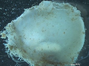  ( - 25HMSC229_06A)  @11 [ ] CreativeCommons - Attribution Share-Alike (2025) Unspecified Huntsman Marine Science Centre