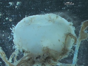  ( - 25HMSC229_06B)  @11 [ ] CreativeCommons - Attribution Share-Alike (2025) Unspecified Huntsman Marine Science Centre