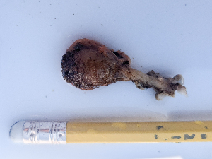  ( - ALH_CEG04)  @11 [ ] CreativeCommons - Attribution Share-Alike (2025) Unspecified Huntsman Marine Science Centre