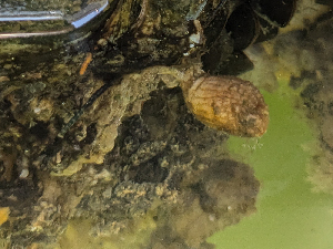  ( - ALH_CEG04)  @11 [ ] CreativeCommons - Attribution Share-Alike (2025) Unspecified Huntsman Marine Science Centre