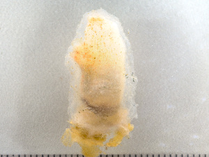  ( - HMSC174-00136)  @11 [ ] by-nc-sa  Unspecified Huntsman Marine Science Centre