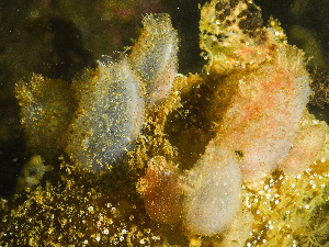  ( - HMSC174-00136)  @11 [ ] CreativeCommons - Attribution Non-Commercial Share-Alike (2023) Unspecified Huntsman Marine Science Centre
