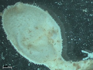  ( - HMSC174_01997B)  @11 [ ] CreativeCommons - Attribution Share-Alike (2025) Unspecified Huntsman Marine Science Centre