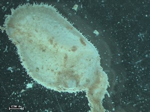  ( - HMSC174_01997C)  @11 [ ] CreativeCommons - Attribution Share-Alike (2025) Unspecified Huntsman Marine Science Centre