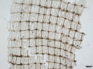  ( - HMSC174_02535D)  @11 [ ] CreativeCommons - Attribution Share-Alike (2025) Unspecified Huntsman Marine Science Centre