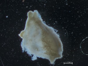  ( - HMSC174_02535D)  @11 [ ] CreativeCommons - Attribution Share-Alike (2025) Unspecified Huntsman Marine Science Centre