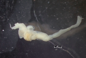  (Synoicum pulmonaria - HMSC174-01439)  @11 [ ] by-nc-sa  Unspecified Huntsman Marine Science Centre