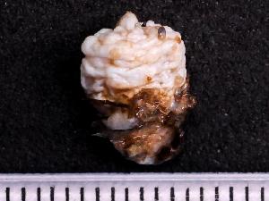  ( - NSRAS25_110B)  @11 [ ] CreativeCommons - Attribution Share-Alike (2025) Unspecified Huntsman Marine Science Centre