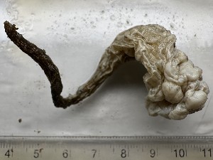  ( - NSRAS25_50)  @11 [ ] CreativeCommons - Attribution Share-Alike (2025) Unspecified Huntsman Marine Science Centre