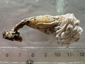  ( - NSRAS25_50B)  @11 [ ] CreativeCommons - Attribution Share-Alike (2025) Unspecified Huntsman Marine Science Centre