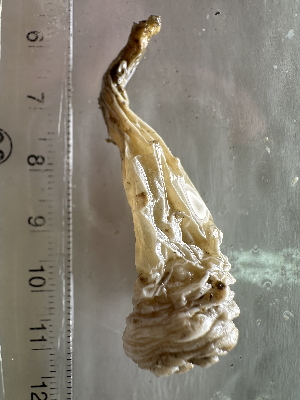  ( - NSRAS25_50C)  @11 [ ] CreativeCommons - Attribution Share-Alike (2025) Unspecified Huntsman Marine Science Centre