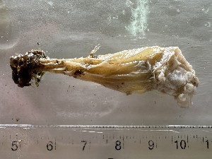  ( - NSRAS25_50D)  @11 [ ] CreativeCommons - Attribution Share-Alike (2025) Unspecified Huntsman Marine Science Centre