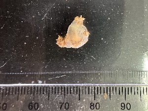  ( - Quoddy 363)  @11 [ ] CreativeCommons - Attribution Share-Alike (2025) Unspecified Huntsman Marine Science Centre