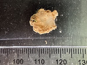  ( - Quoddy 364)  @11 [ ] CreativeCommons - Attribution Share-Alike (2025) Unspecified Huntsman Marine Science Centre