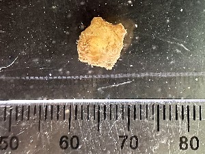  ( - Quoddy 365)  @11 [ ] CreativeCommons - Attribution Share-Alike (2025) Unspecified Huntsman Marine Science Centre