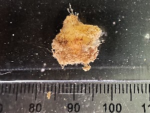  ( - Quoddy 366)  @11 [ ] CreativeCommons - Attribution Share-Alike (2025) Unspecified Huntsman Marine Science Centre