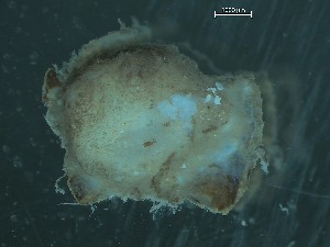  (Dendrodoa carnea - Quoddy 372)  @11 [ ] CreativeCommons - Attribution Share-Alike (2025) Unspecified Huntsman Marine Science Centre